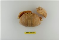 藏品(卷折饅頭蟹)的圖片